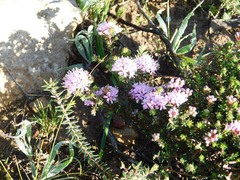 Agathosma serpyllacea