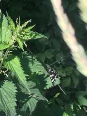 Callimorpha dominula