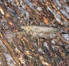 Tettigoniidae