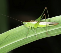 Tettigoniidae