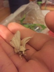 Bombyx mori