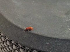 Stegobium paniceum