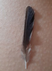 Saxicola rubicola