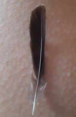 Saxicola rubicola