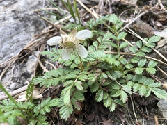 Rubus taiwanicola