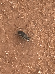 Cicindela punctulata punctulata