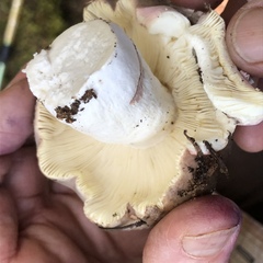 Russula olivacea