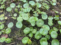Hydrocotyle tribotrys