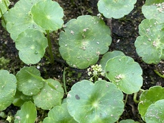 Hydrocotyle tribotrys