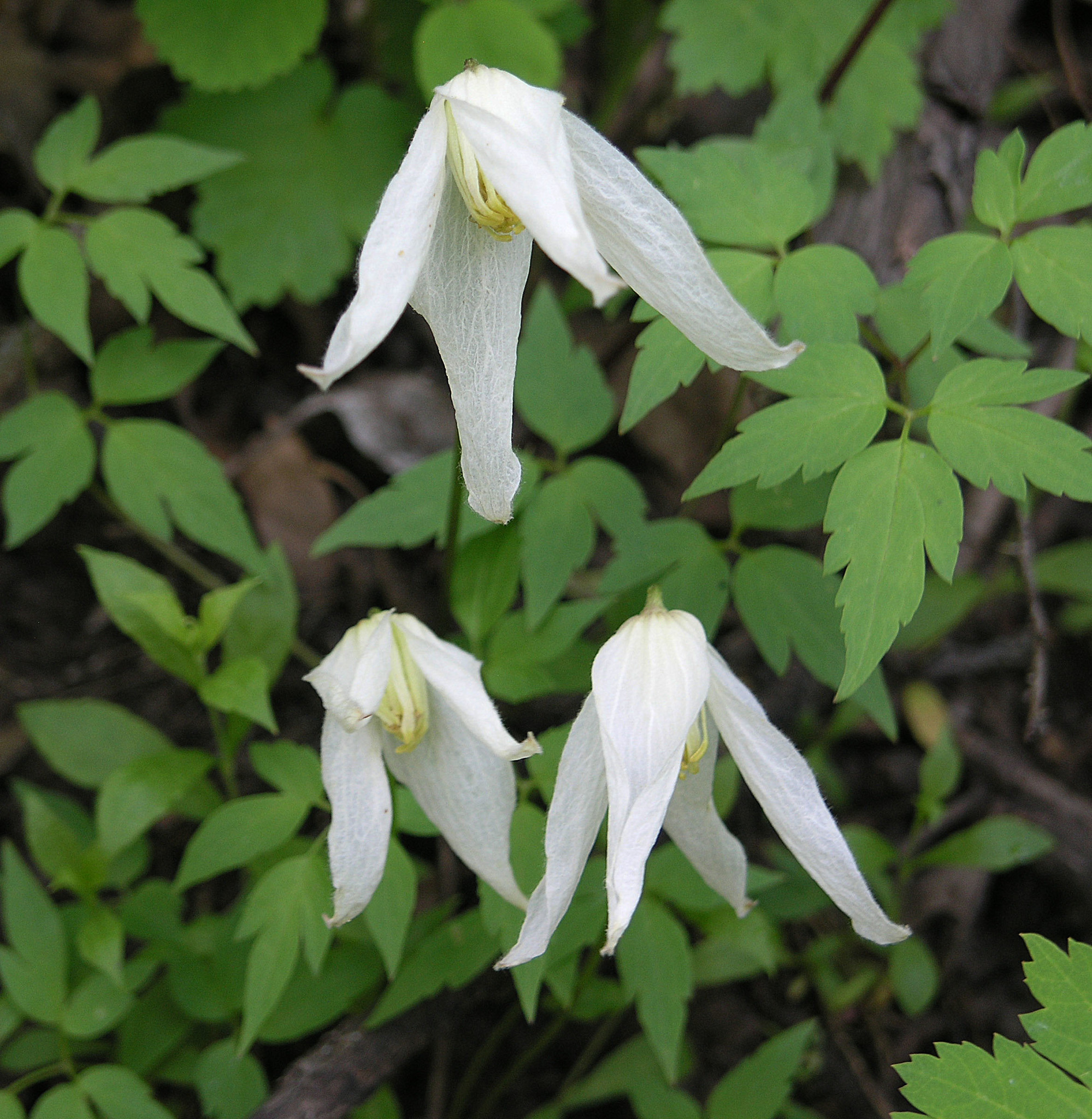 Clematis columbiana