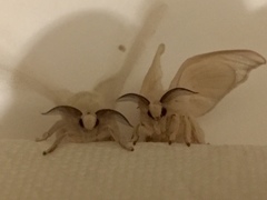 Bombyx mori