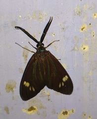 Cyclosia papilionaris