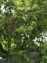 Catalpa longissima