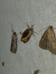 Olethreutes nigranum