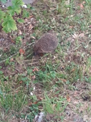 Erinaceus europaeus