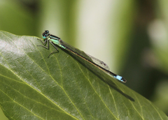 Ischnura elegans