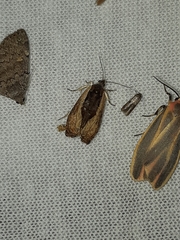 Olethreutes nigranum