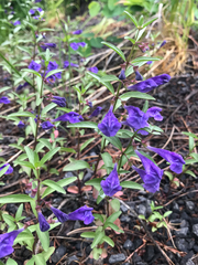 Scutellaria angustifolia