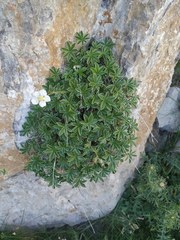 Potentilla alchimilloides