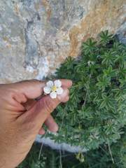 Potentilla alchimilloides