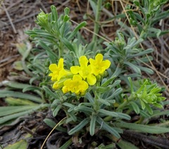Lithospermum cobrense