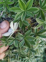 Potentilla alchimilloides