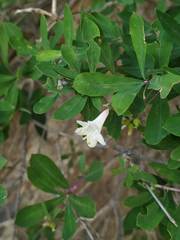 Lonicera pyrenaica