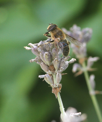 Eristalis tenax