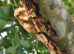 Funisciurus anerythrus