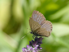 Cupido amyntula