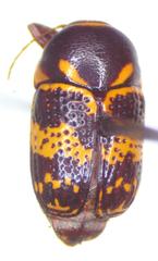 Cryptocephalus irroratus