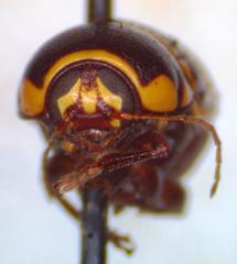Cryptocephalus irroratus