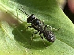 Clitemnestra bipunctata