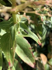 Clitemnestra bipunctata