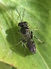 Clitemnestra bipunctata