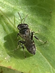 Clitemnestra bipunctata