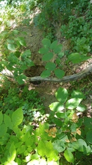 Vulpes vulpes fulvus