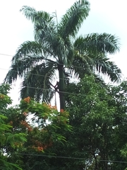 Roystonea borinquena