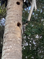 Melanerpes carolinus image