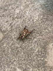 Exomala orientalis
