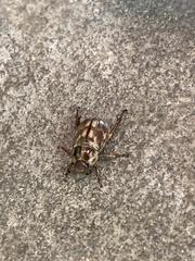 Exomala orientalis