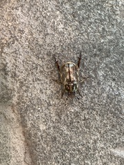 Exomala orientalis