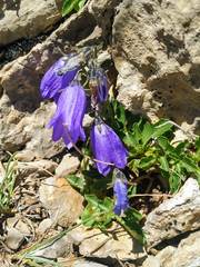 Campanula cochleariifolia