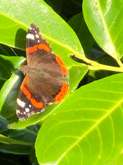 Vanessa atalanta