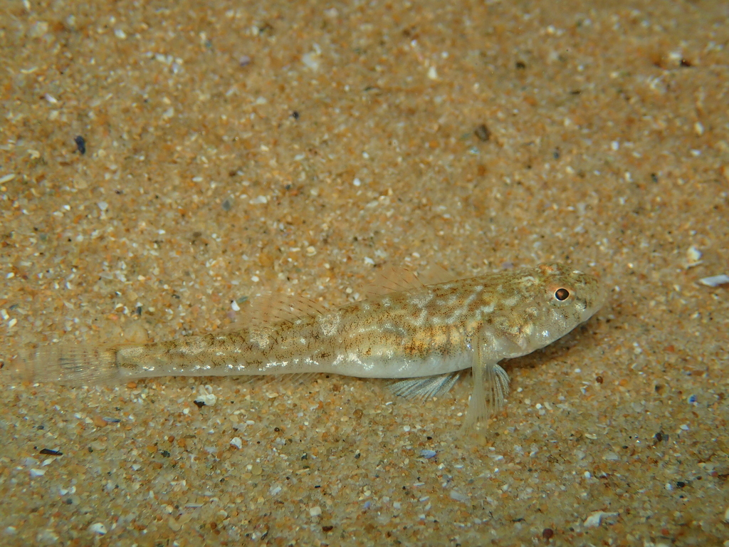 Common Goby