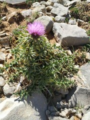 Carduus defloratus carlinifolius