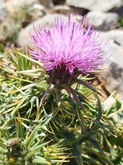 Carduus defloratus carlinifolius