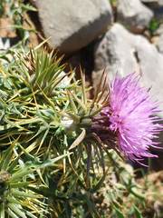 Carduus defloratus carlinifolius