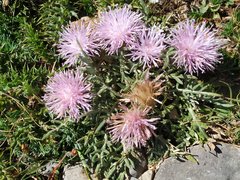 Jurinea humilis