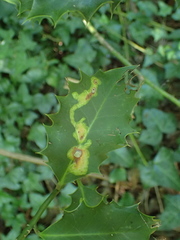 Phytomyza ilicis